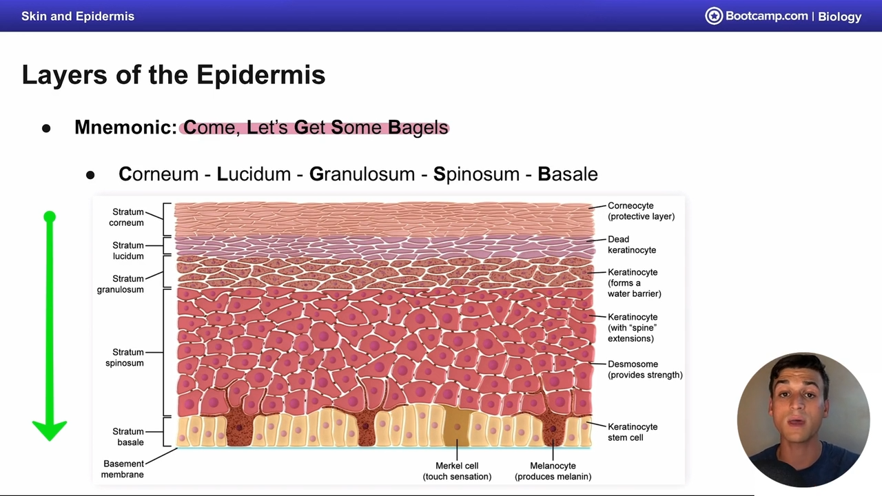 <p>Come, lets get some bagels </p><p></p><p>corneum</p><p>lucidum </p><p>granulosum </p><p>spinosum </p><p>basale</p>