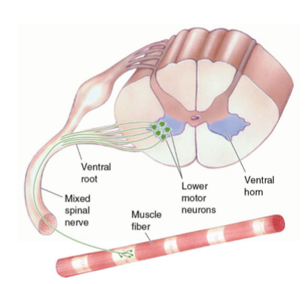 <p>Axons exit in ventral root </p><p>Can receive input from:</p><ul><li><p>Upper motor neuron </p></li><li><p>Interneurons in spinal cord </p></li><li><p>Sensory input </p></li></ul><p>Exist ventrally and join sensory fibers in spinal nerve</p><ul><li><p>31 pairs classified in 4 segments (C-T-L-S-c) </p></li></ul><p></p><p>*Mixed spinal nerve: both sensory and motor info coming in</p><p></p>