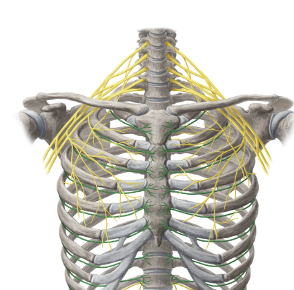 <p>Intercostal nerve </p>