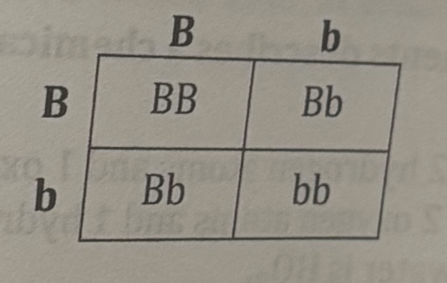 <p>B= allele for brown eyes; b= allele for green eyes </p><p></p><p>Which word describes the allele for green eyes?</p><p>a. Dominant</p><p>b. Recessive</p><p>c. Homozygous</p><p>d. Heterozygous</p>