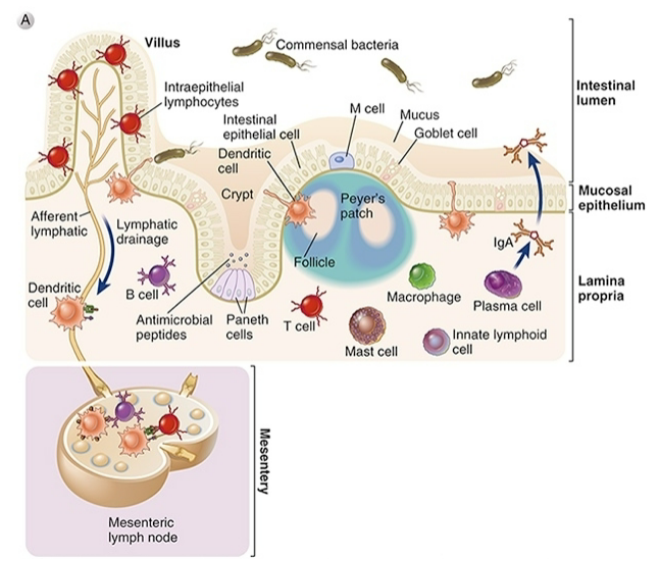 <ul><li><p><span style="background-color: transparent;"><strong>Peyer’s patch</strong></span></p><ul><li><p><span style="background-color: transparent;"><strong>Organized secondary lympoid tissue</strong></span></p></li><li><p><span style="background-color: transparent;"><strong>Contains B cells, T cells, DCs, Macrophages</strong></span></p></li><li><p><span style="background-color: transparent;"><strong>“Mucosal-associated lymphoid tissue” = MALT</strong></span></p></li><li><p><span style="background-color: transparent;"><strong>“Gut-associated lymphoid tissue” = GAL</strong></span></p></li></ul></li></ul><p></p>