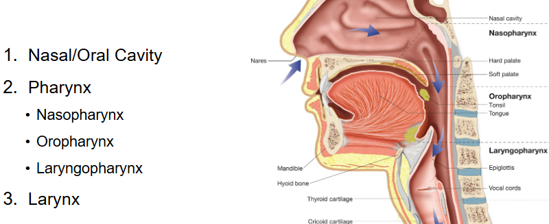 <p>Nasopharynx (behind nose)</p><p>Oropharynx (behind mouth)</p><p>Laryngopharynx</p>