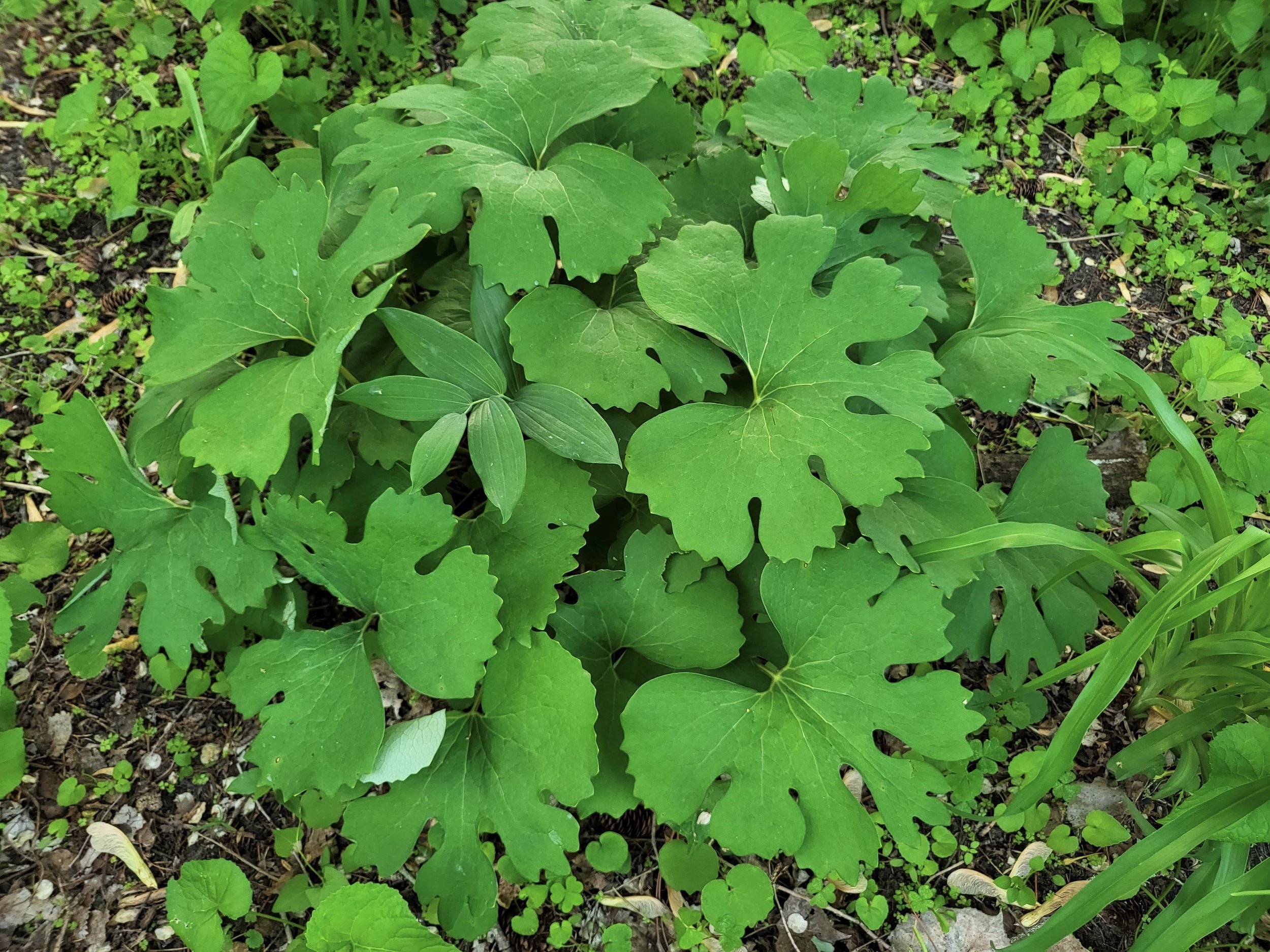 <p>Bloodroot (ojiibik)</p>