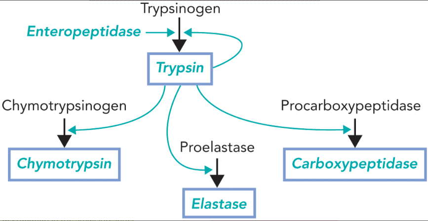 <ul><li><p>enteropeptidase cleaves trypsinogen resulting in the active trypsin </p></li><li><p>trypsin cleaves and activates more trypsinogen as well as other zymogens </p></li></ul><p></p>