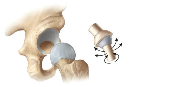 <p>-ball shaped bone fits into cup shaped bone</p><p>-triaxial</p><p>-glenohumeral joint</p>