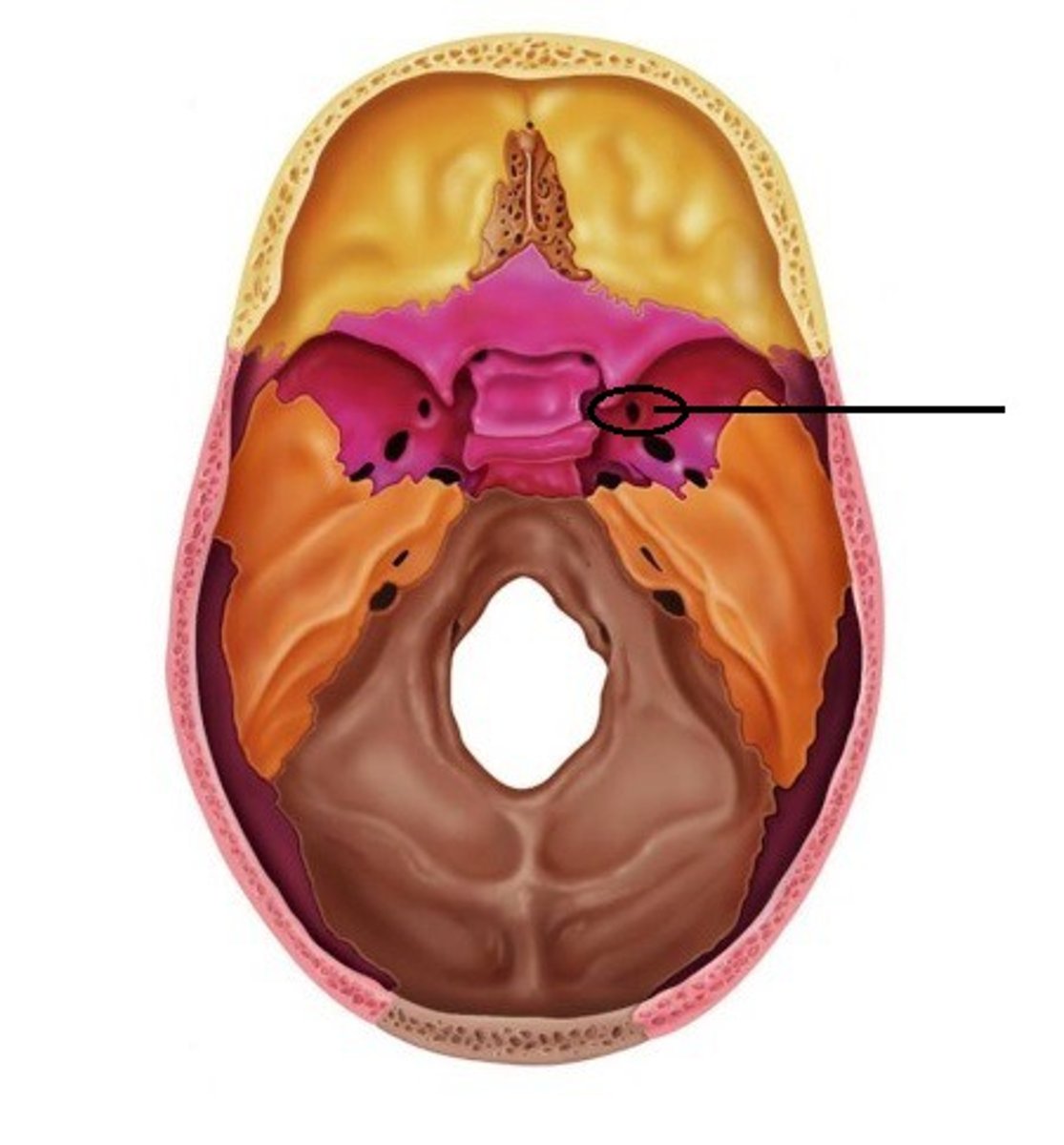<p>Name the foramen</p>