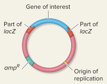 <ul><li><p>Origin of Replication (ori)</p></li><li><p>Selectable Marker (amp)</p></li><li><p>Multiple Cloning Site (MCS)</p></li></ul><p></p>