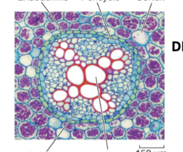<p>Label each element (lines from left to right, top to bottom)</p>