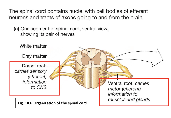 <p>What is the dorsal root?</p>