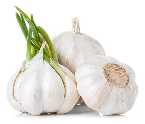 <p>Garlic</p>
