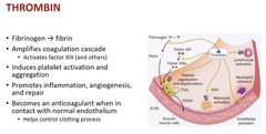 <p>becomes an ANTI-coagulant when touches normal endothelium; controls clotting process</p><p>*when in the region of damaged endothelium will promote inflammation, angiogenesis and repair*</p>