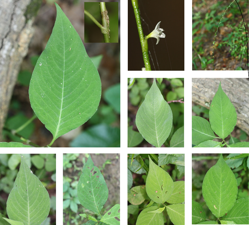 <p>Polygonaceae - ocrea</p><p>terminal elongated infloresence</p><p>indeterminate</p><p>reduced stalk - spike-like raceme</p><p>alternate - simple</p><p>entire margin</p><p>many veins</p><p>brown sheath above leave</p>