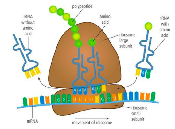 <ol><li><p>mRNA binds with small ribosomal subunit</p></li><li><p>tRNA molecule with a specific AA attaches to the large subunit of the ribosome (P site). it combines with mRNA through complementary base pairing</p></li><li><p>A second tRNA with AA follows the first tRNA, base pairs with mRNA, and attaches to large subunit (A site). Two tRNAs can bind simultaneously to large subunit</p></li><li><p>An enzyme catalyzes a reaction between the 2 AA, forming a peptide bond</p></li><li><p>The first tRNA breaks free of its AA, detaches (move to E site), and floats into the cytoplasm (where it can get a new AA)</p></li><li><p>ribosome moves down mRNA molecule</p></li><li><p>the second tRNA is in the position that the first tRNA occupied</p></li><li><p>a third tRNA floats and is in the next sequence of bases on mRNA</p></li><li><p>Another peptide forms. continues until polypeptide is assembled</p></li></ol><p></p>