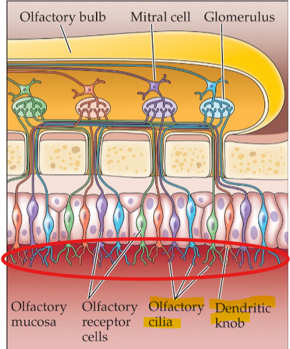 <p>Interact with receptons on the cilia and dendritic knob, activating the G protein messenger</p>