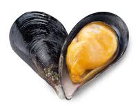 <p>mussel</p>