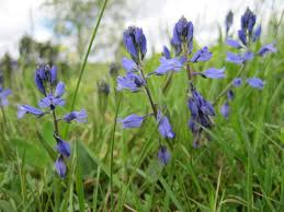 <p>sid 260 ljungfrulinsväxt,</p><p>“blommorna har en speciell form, ser ut som öron på en tax som springer mot en”</p><p>bladen är avlånga jämnbredda</p><p></p>