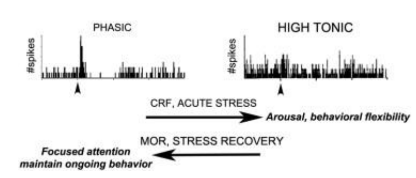 <ul><li><p><strong>Tonic </strong>(maintained) and <strong>phasic </strong>(brief) firing (L04)</p><ul><li><p>Tonic correlates with overall arousal state (~ exploration)</p><ul><li><p>like states of awake, alert, drowsy, asleep, deep sleep, etc. (like walking around env, taking in sights)</p></li></ul></li><li><p>Phasic correlates w/specific responses (~ exploitation)</p><ul><li><p>interacting intensively for a brief episode</p></li></ul></li></ul></li><li><p>Controlled stimulation of the LC (e.g. via optogenetics) can have strikingly different effects on the brain1</p></li></ul><div data-type="horizontalRule"><hr></div><ul><li><p>demonstrates tonic firing (maintained all the time but tends to be low) even when nothing special is going on </p></li><li><p>potential for great increase in firing rate in short time interval = phasic firing (phasic bursts + tonic over long time)</p></li><li><p>theory - activity firing associated w different things</p></li><li><p>diagram - stress is associated w change in firing rate of these neurons</p><ul><li><p>acute stress = high tonic rate</p></li><li><p>CRF = neuropeptide released by brain to initiate response to acute stress</p></li></ul></li></ul><p></p>