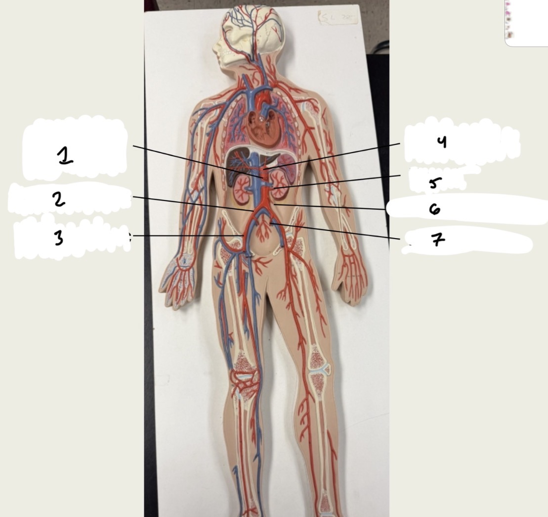 <p>1.XX</p><p>2.XX</p><p>3.XX</p><p>4.XX</p><p>5.XX</p><p>6.XX</p><p>7.XX</p>