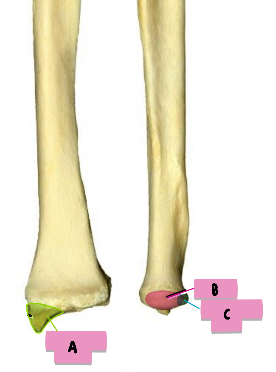 <p><strong>label</strong> the <strong>features</strong> (<strong>ant/distal</strong> radius + ulna)</p>