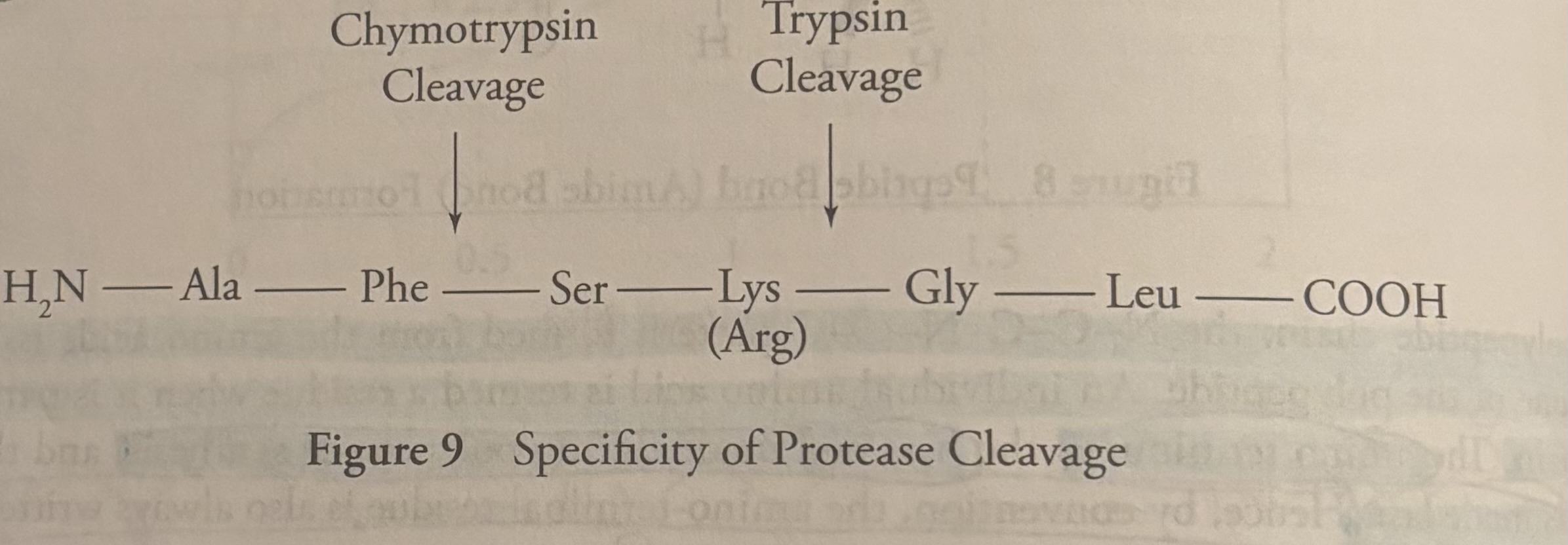 <p><u>Proteolysis</u></p><p>Hydrolysis of a protein by another protein is called <strong>proteolysis </strong>or <strong>proteolytic cleavage</strong>, and the protein that does the cutting is known as a <strong>proteolytic enzyme </strong>or <strong>protease</strong>. </p><p>Proteolytic cleavage is a <strong>specific</strong> means of cleaving peptide bonds. </p><p>Many enzymes only cleave the peptide adjacent to a specific amino acid. For example, the protease trypsin cleaves the carboxyl side of the positively charged residues arginine and lysine, while chymotrypsin cleaves adjacent to large hydrophobic residues such as phenylalanine. </p>