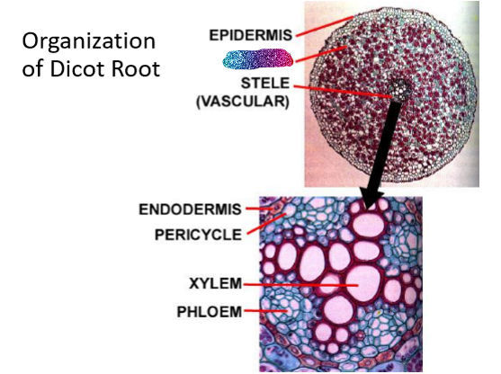<p>What is this part of the dicot root</p>