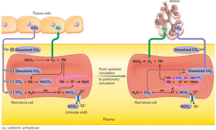 <ul><li><p>most important<span><strong> blood buffer</strong></span></p></li><li><p>primary buffer against carbonic acid changes </p></li><li><p>CO2 + H2O <--> H2CO3 <--> H + HCO3 ---> Hbg binds to H+</p></li></ul><p></p>