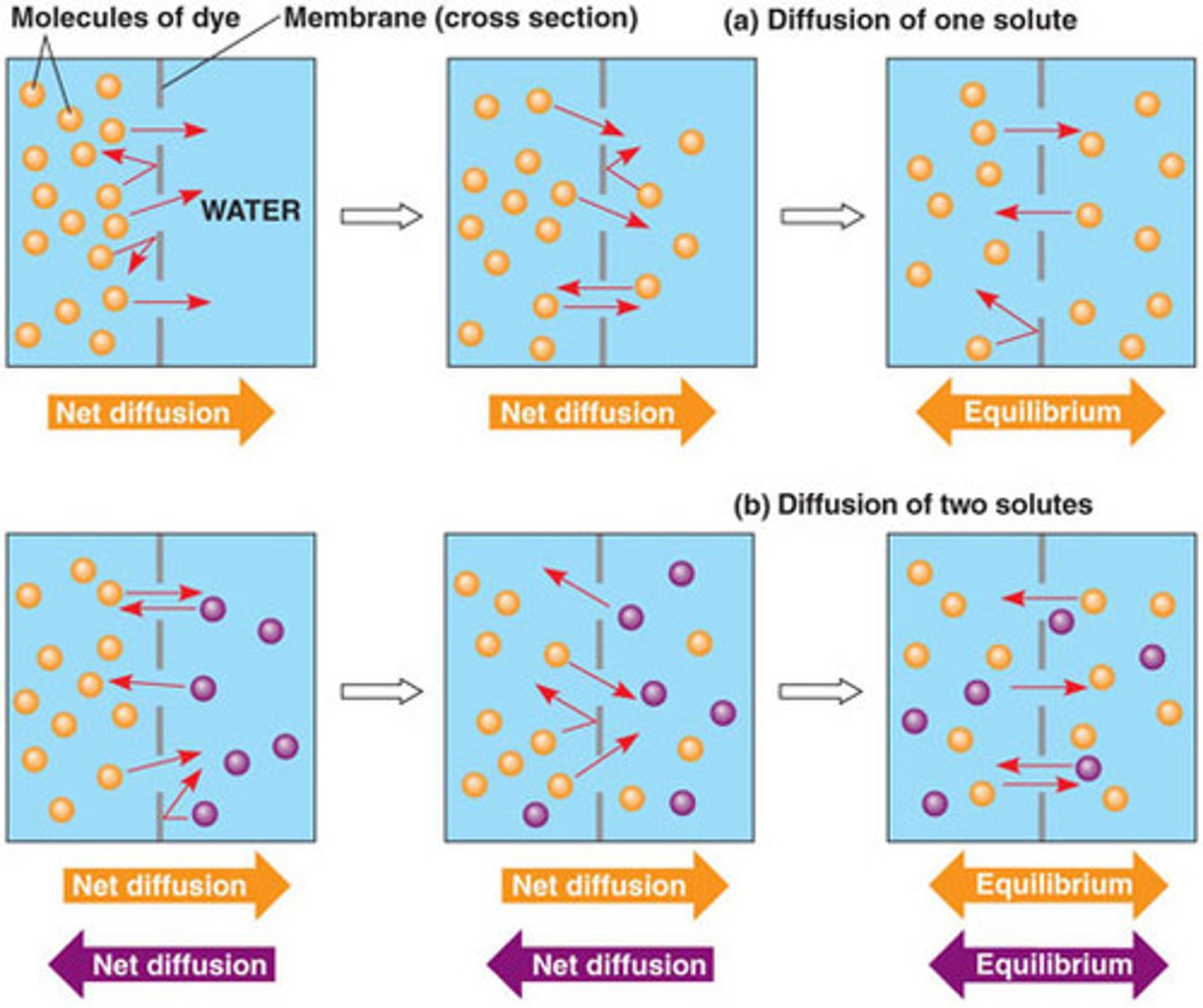 <p>Movement of molecules from an area of higher concentration to an area of lower concentration.</p>