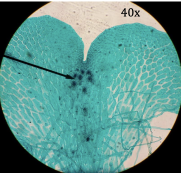 <p>Kingdom:</p><p>Phylum:</p><p>Name of Structure:</p><p>Ploidy:</p>