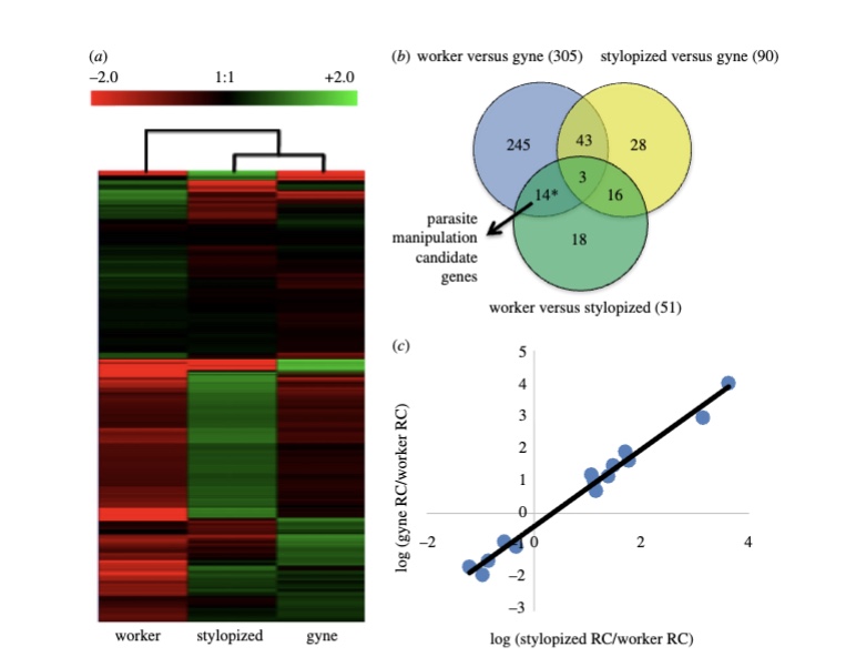 <p>Overall: shows that the brain activity of infected wasps is much more similar to queen wasps (gynes) than to the worker wasps they were supposed to be</p><p>Panel A: Heatmap showing the differential expression patterns for each group</p><ul><li><p>red= downregulated</p></li><li><p>green= upregulated</p></li></ul><p>Panel B: Venn diagram of the DETs in pairwise <strong>comparison</strong> groups</p><ul><li><p>largest gene expression differences based on social caste (worker vs gyne)</p></li><li><p>14 candidate genes identified related to caste differences</p></li></ul><p>panel C: comparison of the read count ratios for the 14 overlapping DETs between S/W and G/W </p><ul><li><p>high correlation, R²= 0.9831</p></li><li><p>shows similarity between stylopized (parasitized) and gyne gene expression</p></li></ul><p></p><p></p><p></p>
