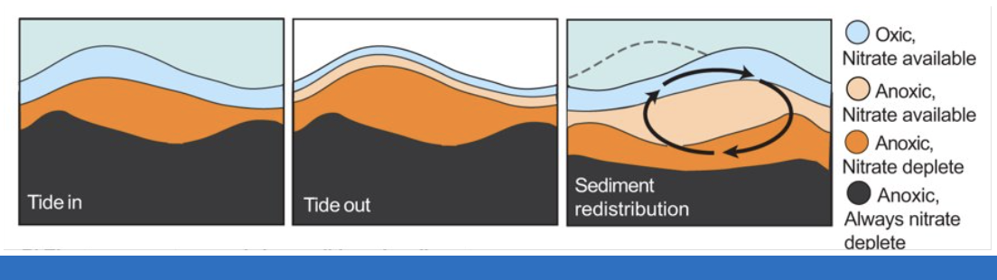 <p>Detritus main food for soft bottom intertidal (deposit feeder), amount determined by grain size, grain size effects oxygen, infauna depend on circulation of water through sediment for oxygen replenishment; lowest anoxic with constant nitrate depletion never circulation, then from top to bottom it goes nitrate available oxic to nitrate available anoxic (only when tide is out) to nitrate depleted anoxic</p>