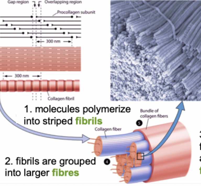 <p>25 different types </p><ul><li><p>all are made up of 3 polypeptides, arranged as triple helix </p></li><li><p>outside cell, these collagen molecules polymerize into long fibrils </p></li></ul><ol><li><p>molecules polymerize into striped <span style="color: green;">fibrils</span> </p></li><li><p>fibrils grouped into larger <span style="color: green;">fibres</span> </p></li><li><p>fibres may further aggregate into fibre <span style="color: green;">bundles</span> </p></li></ol><p></p>
