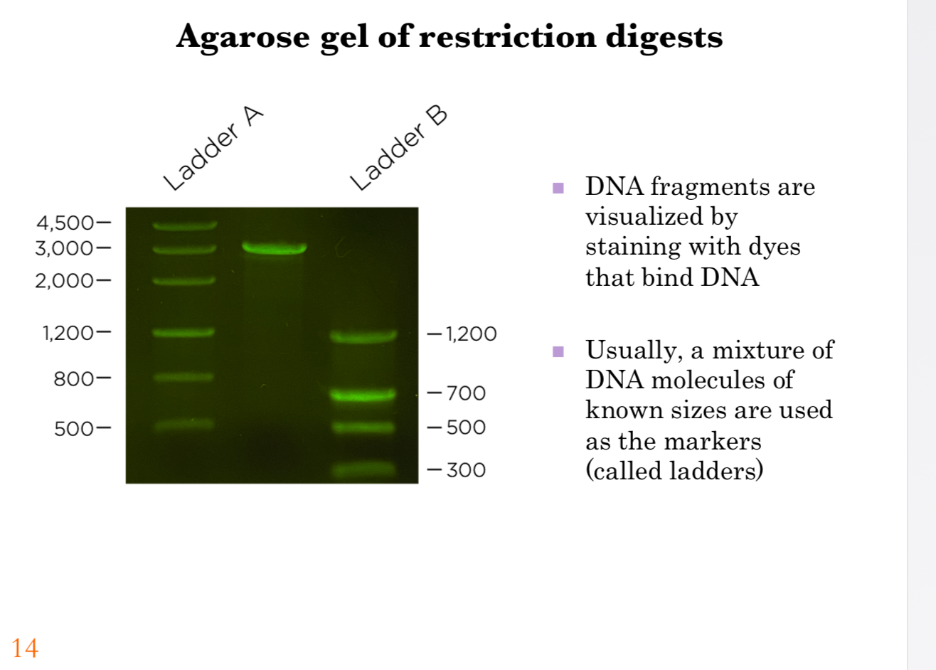 <p><span><strong>Agarose gel of restriction digests</strong></span></p><p></p><p><span><strong>Process overview:</strong></span></p><p><span>DNA fragments separated by agarose gel electrophoresis can be visualized using dyes that specifically bind DNA (e.g., ethidium bromide or SYBR Green).</span></p><p><span>Under UV light, these dyes fluoresce, revealing the positions of DNA fragments within the gel.</span></p><p><span>To determine the sizes of unknown DNA fragments, a <strong>DNA ladder</strong> (a mixture of DNA fragments of known sizes) is run alongside the samples.</span></p><p><span>The migration distance of sample fragments can be compared against the ladder to estimate their sizes.</span></p><p></p><p><span><strong>Graphics explanation:</strong></span></p><p><span>The gel image shows two lanes with DNA ladder samples (Ladder A and Ladder B).</span></p><p><span>On the left, <strong>Ladder A</strong> includes fragments ranging from 500 bp to 4,500 bp, serving as reference markers.</span></p><p><span>On the right, <strong>Ladder B</strong> includes fragments at 1,200 bp, 700 bp, 500 bp, and 300 bp, serving as reference markers.</span></p><p><span>By comparing band positions in the middle sample to the ladders, the approximate size of the restriction digest product (~3,000 bp) can be determined.</span></p><p></p><p><span><strong>Key points:</strong></span></p><p><span>DNA ladders provide essential size standards for interpreting gel electrophoresis results. Visualization by DNA-binding dyes makes it possible to confirm the presence and size of restriction digestion products.</span></p><p></p><p><span><strong>Key message:</strong></span></p><p><span>Agarose gel electrophoresis combined with DNA ladders and staining dyes allows accurate determination of DNA fragment sizes, a crucial step in verifying cloning experiments.</span></p>