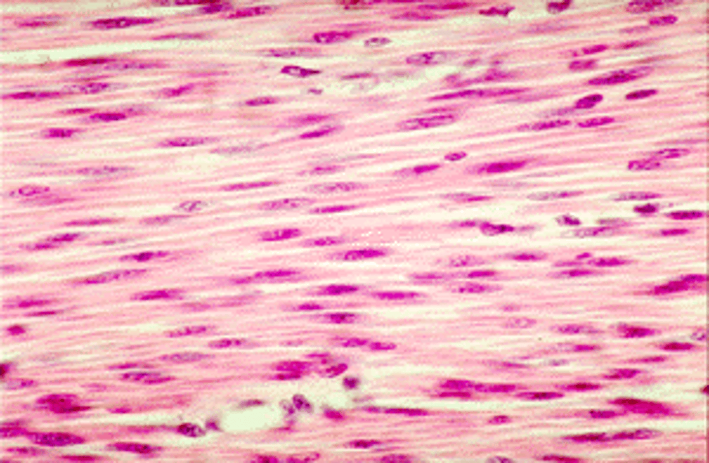 <p>smooth muscle cells, involuntary; in walls of hollow organs/ducts of some glands; cells flattened with single ovoid nucleus in center of cell</p>