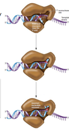 <ol><li><p>Insertion of a wrong base by DNA Pol doesn’t allow normal Watson-Crick base pairing, causing the enzyme to <strong>pause </strong></p></li><li><p>The <strong>3’ end </strong>of the growing strand is <strong>shunted </strong>to an exonuclease site </p></li><li><p>The strand is <strong>hydrolyzed </strong>in the 3’ →5’ direction <strong>until the wrong base is removed </strong></p></li><li><p>The <strong>strand moves back</strong> to the polymerization site</p></li></ol><p></p>