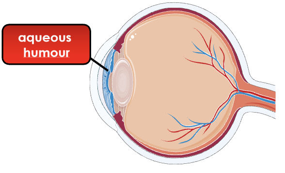 <p>Clear fluid that helps maintain eye shape and nourishes the cornea and lens</p>