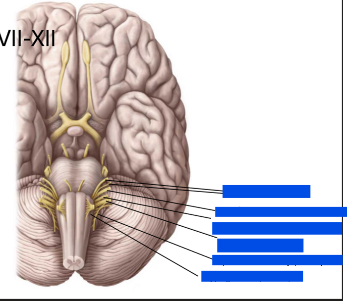 <p>Describe the cranial nerves from CN VII-XII</p>