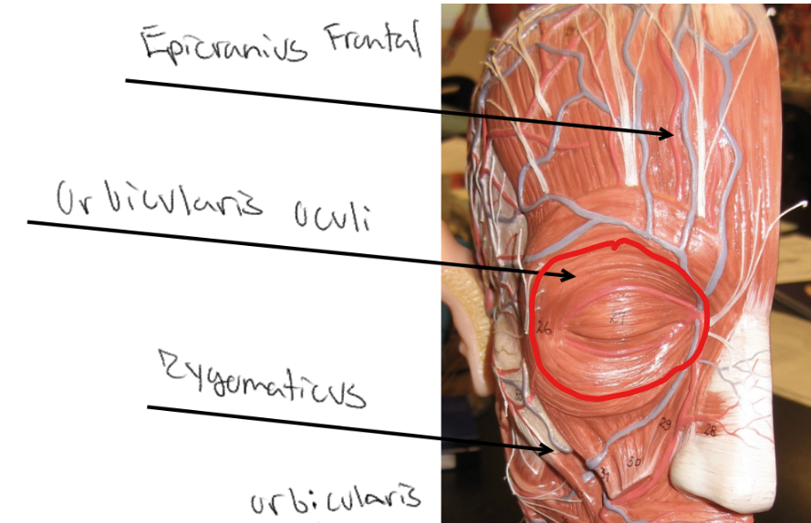 <p>What is the site of insertion for <strong><u>orbicularis oculi?</u></strong></p>