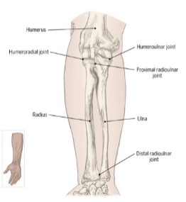 <ul><li><p>humeroradial joint </p></li><li><p>humeroulnar joint</p></li><li><p>radioulnar joint </p></li></ul><p></p>