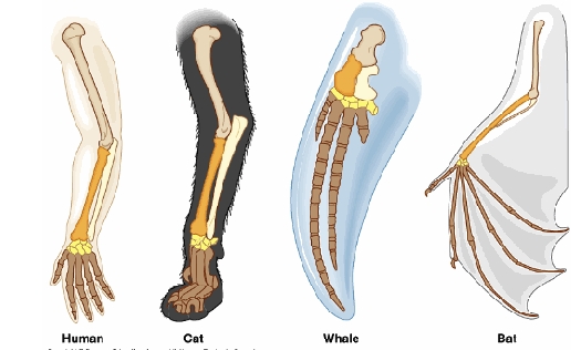 <ul><li><p>closely related organisms diverge from each other due to differing selective pressures</p></li><li><p>homologous traits can take on different appearances or functions</p><ul><li><p>ex. tetrapod limbs </p></li></ul></li></ul><p></p>