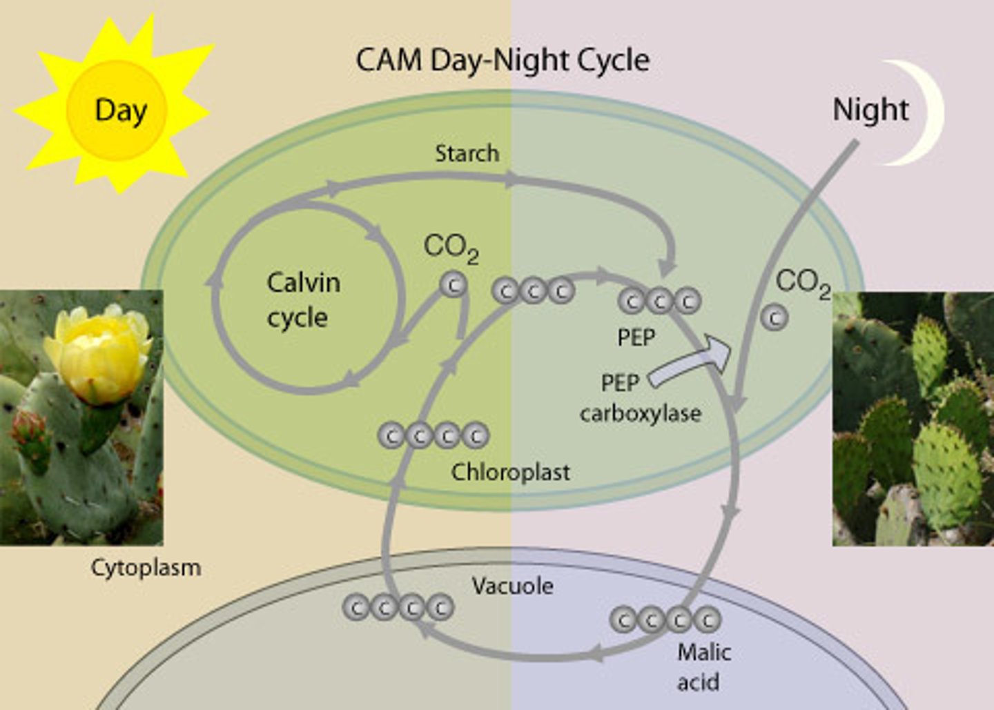 <p>Alters timing of photosynthesis</p><p>• Fixes CO2 at night instead of</p><p>day to minimize</p><p>photorespiration &amp; H2O loss</p>