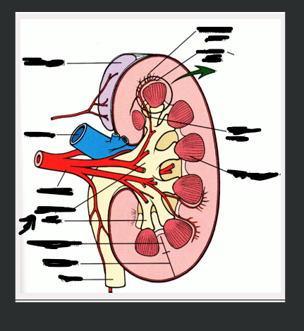 <p>What structure is arrow pointing to?</p>