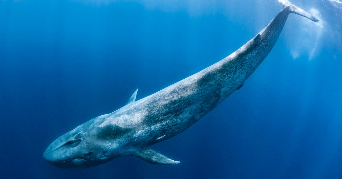 <p>Blue Whale</p>