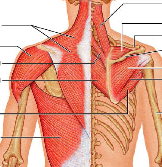 <p>trapezius</p>