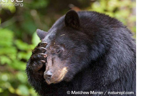 <p>American black bear </p>