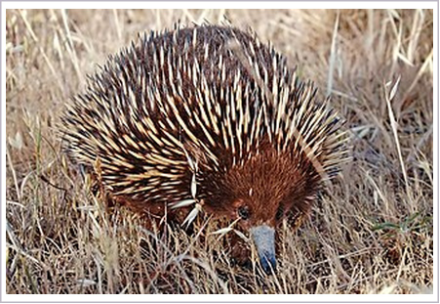 <p>What is the family of the animal shown?</p>