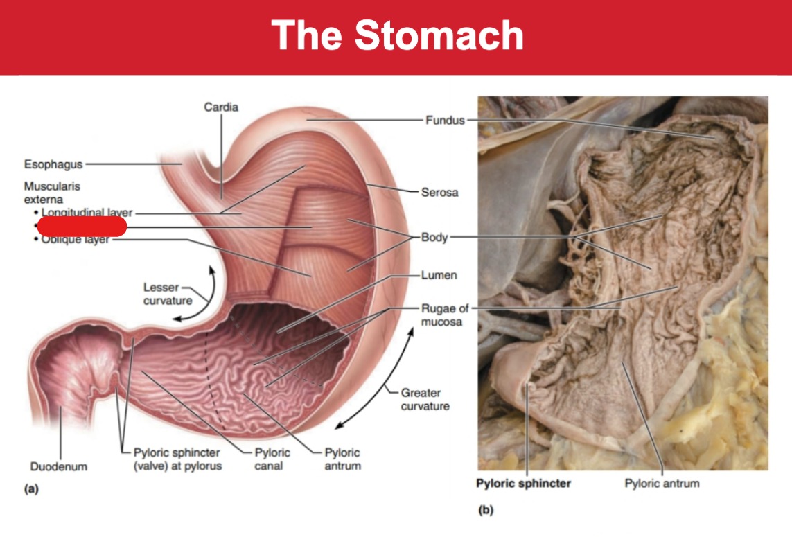 <p>Stomach</p>
