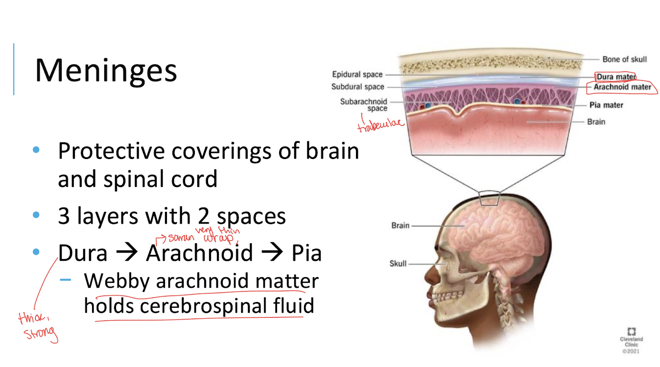 <p>…holds cerebrospinal fluid</p>