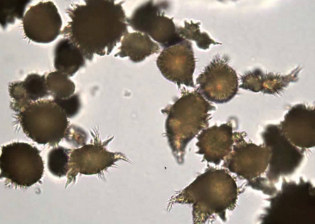<p>what crystal; acid or alk</p>