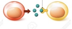 <p>What signaling pathway is occurring in this picture?</p>