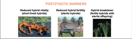 <p><strong>Postzygotic barriers</strong> are <mark>evolutionary mechanisms of reproductive isolation that occur </mark><em><mark>after</mark></em><mark> fertilization has taken place “ after fertiziltion.”</mark></p>